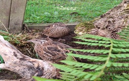 Mixed Breed birds for sale: Japanese Quail - Image 2