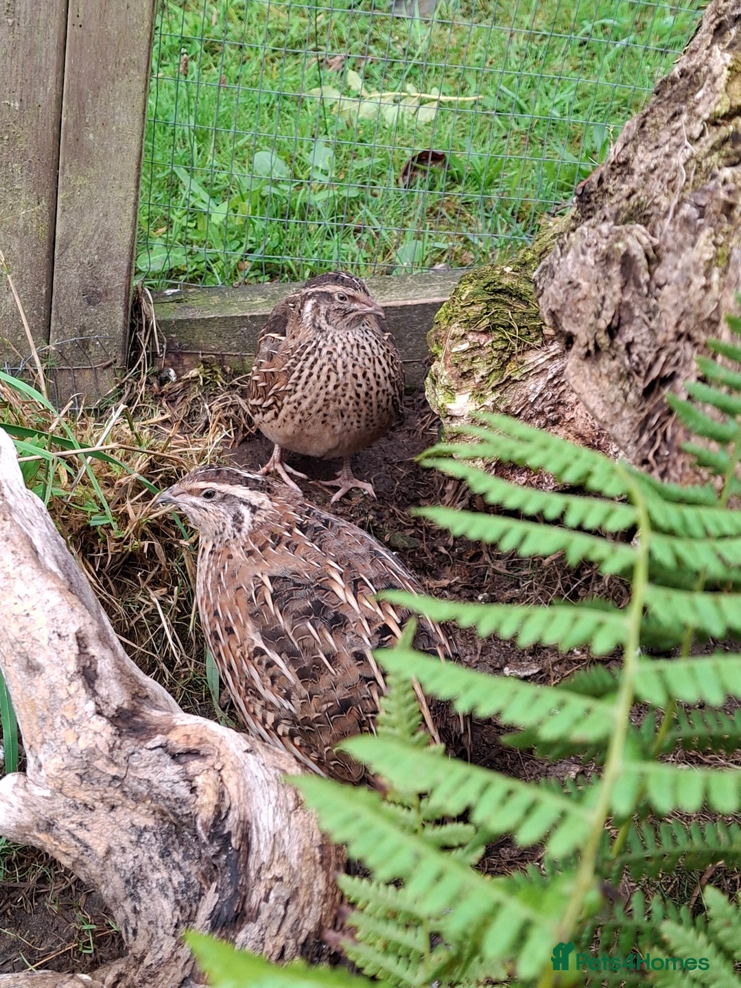 Mixed Breed birds for sale: Japanese Quail - Image 2