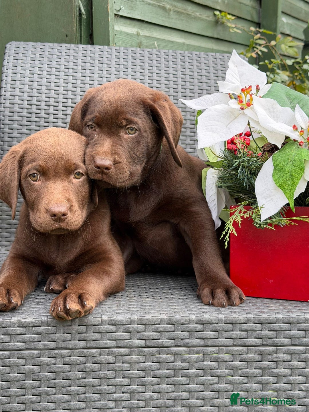 Labrador Retriever dogs for sale: KC CHOCOLATE PEDIGREE LABRADOR GIRL - Advert 9