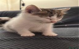 Domestic Shorthair cats for sale: short and long hair kittens ready to go - Image 12
