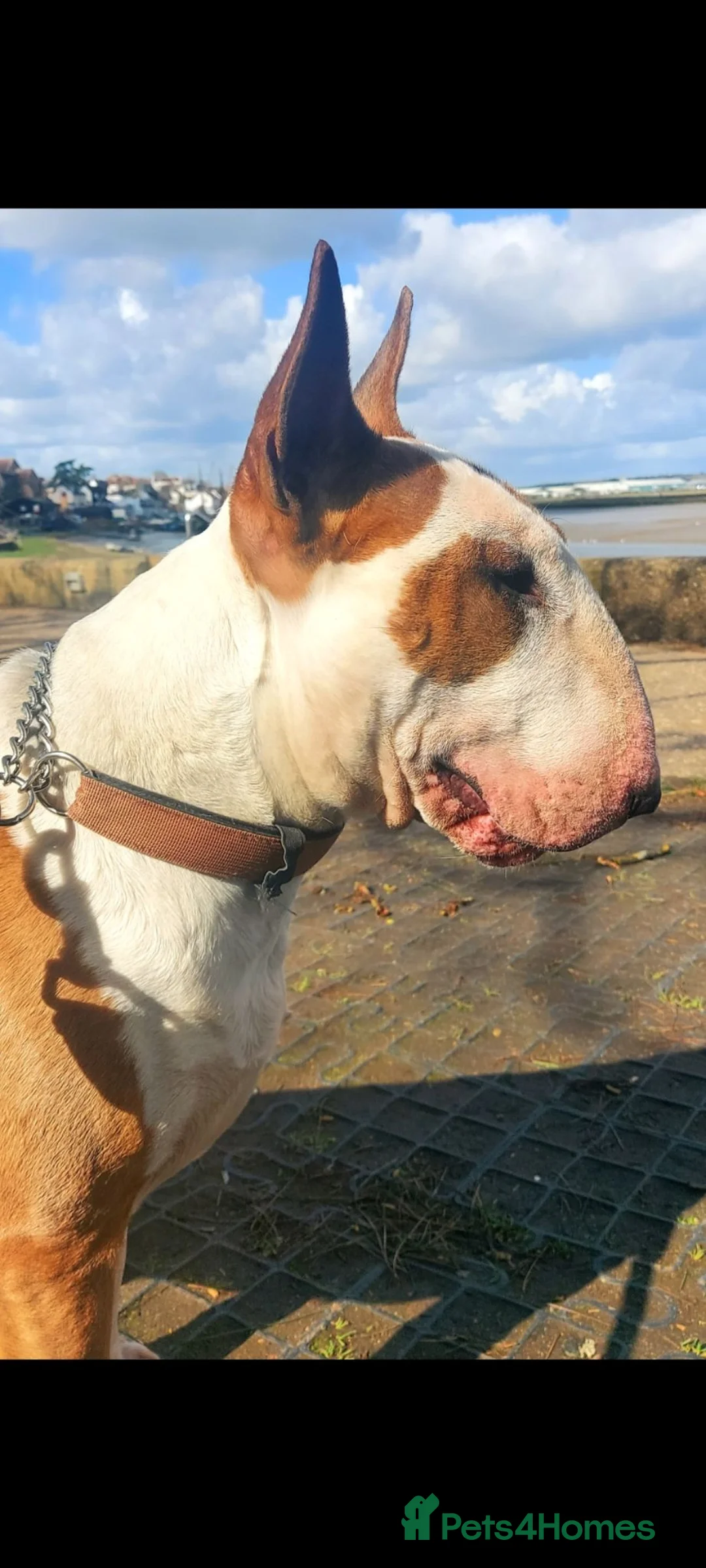 Bull Terrier dogs for stud: Stud English Bull Terrier  - Advert 1