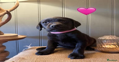 Labrador Retriever dogs - Advert 6