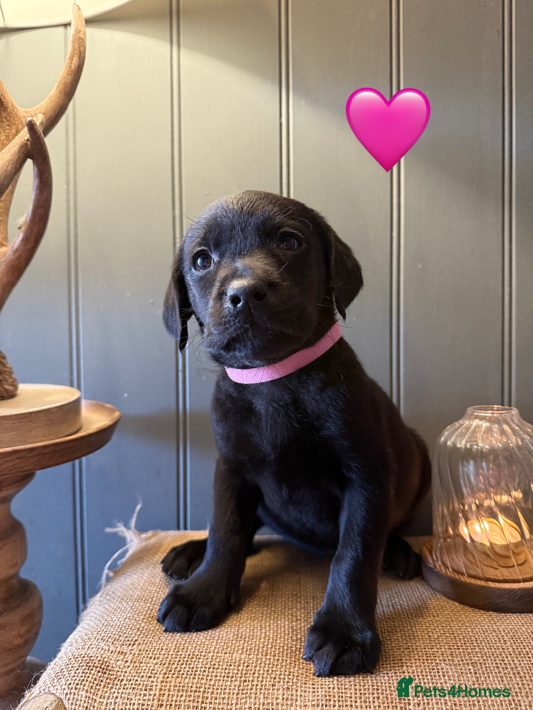 Labrador Retriever dogs for sale: LABS OUTSTANDING HEALTH STATUS- 283 DNA - Image 5