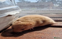 Hamster rodents for sale:  **last 2 now reserved *** Baby syrian hamsters  - Image 8