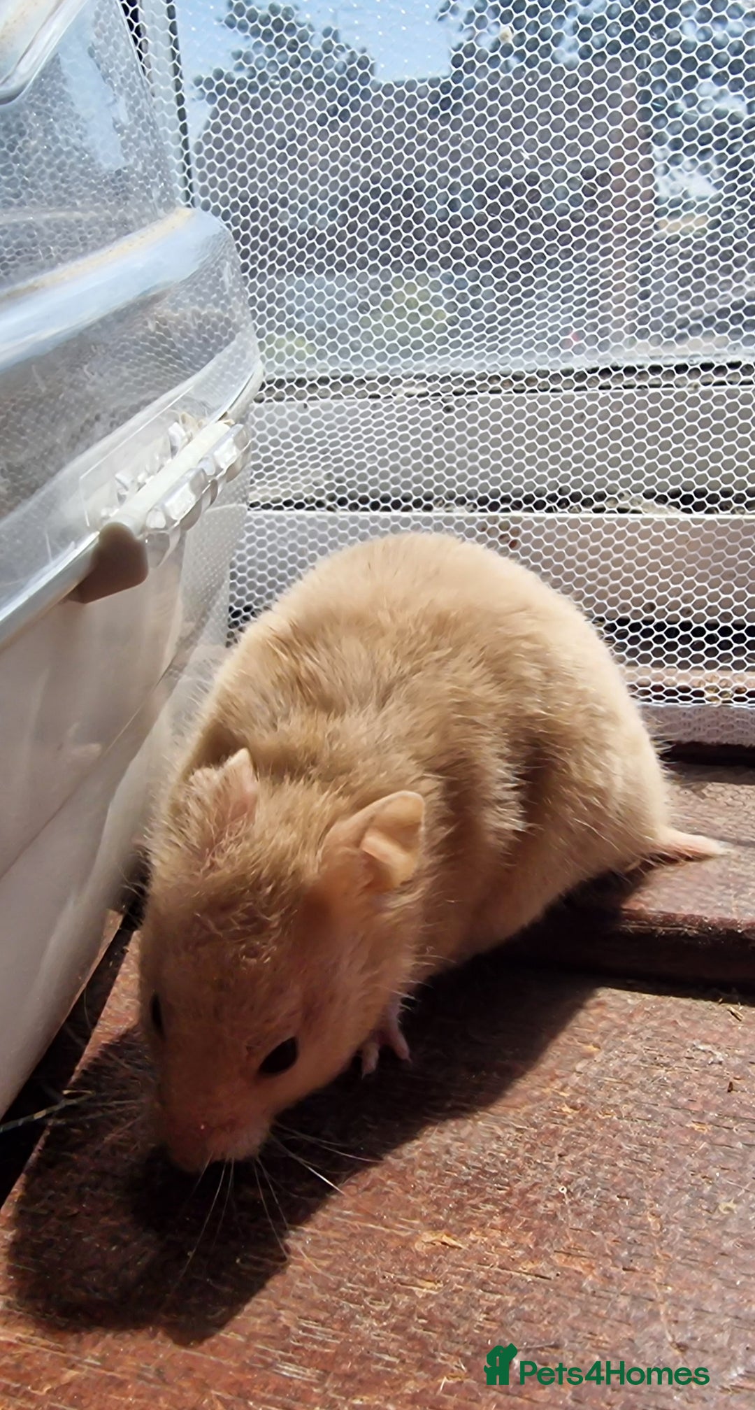 Hamster rodents for sale:  **last 2 now reserved *** Baby syrian hamsters  - Image 8