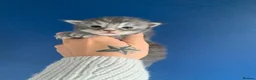 Maine Coon cats for sale: AMAZING TICA REGISTERED KITTENS - Advert 15