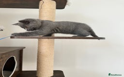 British Shorthair cats for sale: British short hair boy - Image 11