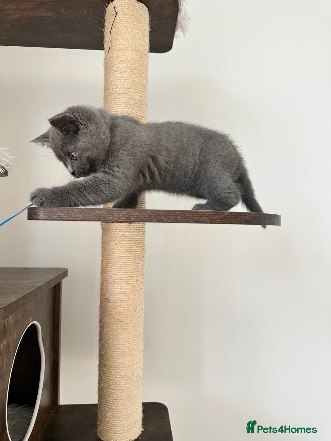 British Shorthair cats for sale: British short hair boy - Image 11