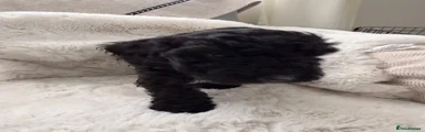 Cockapoo 8