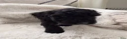 Cockapoo dogs for sale: Cockapoo F2 Puppies - Advert 10