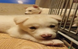 Mixed Breed dogs for sale: Alaskan malamute cross collies puppies  - Image 6