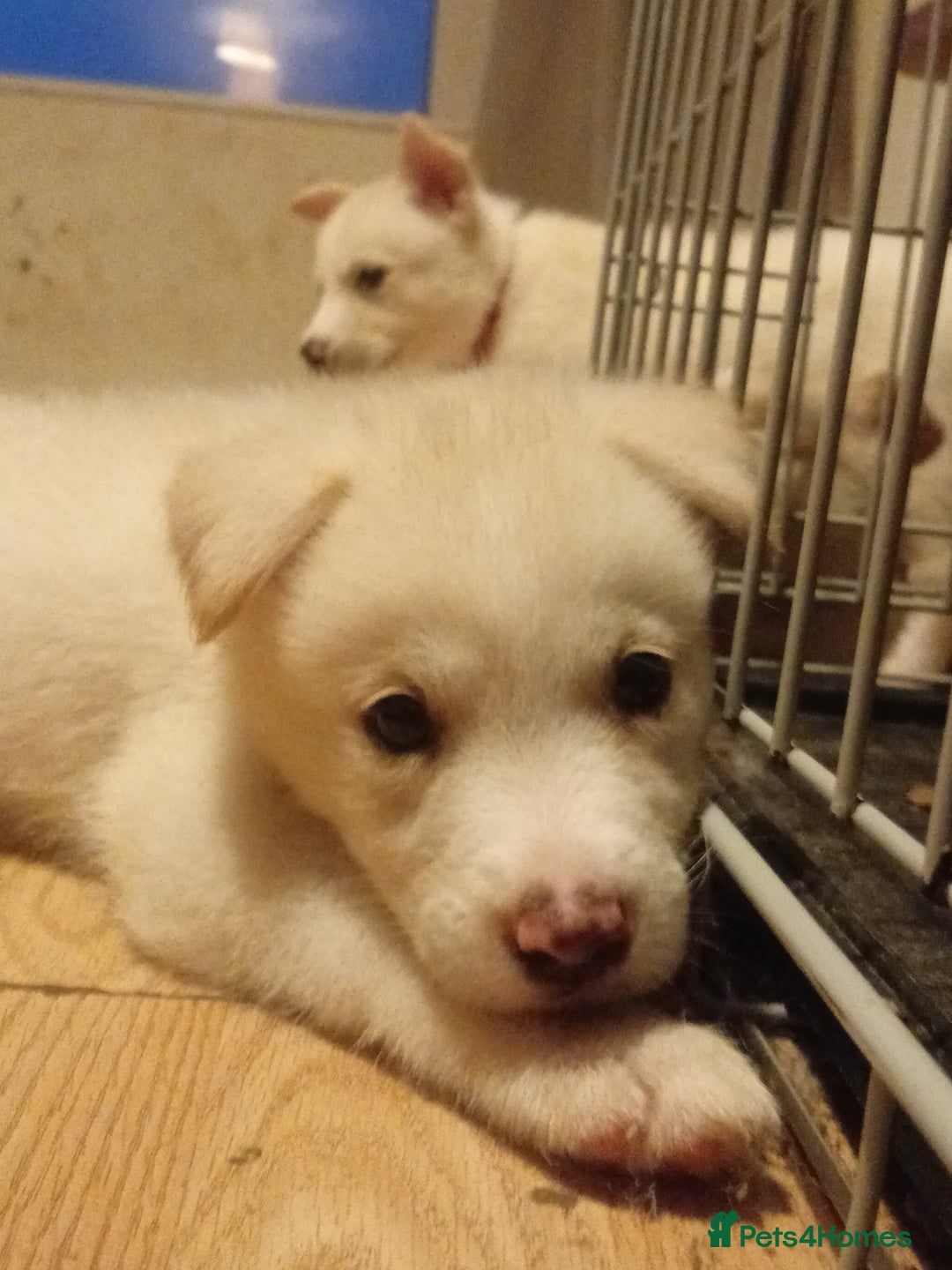 Mixed Breed dogs for sale: Alaskan malamute cross collies puppies  - Image 6