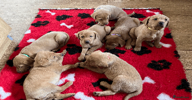 Labrador Retriever dogs - Advert 5