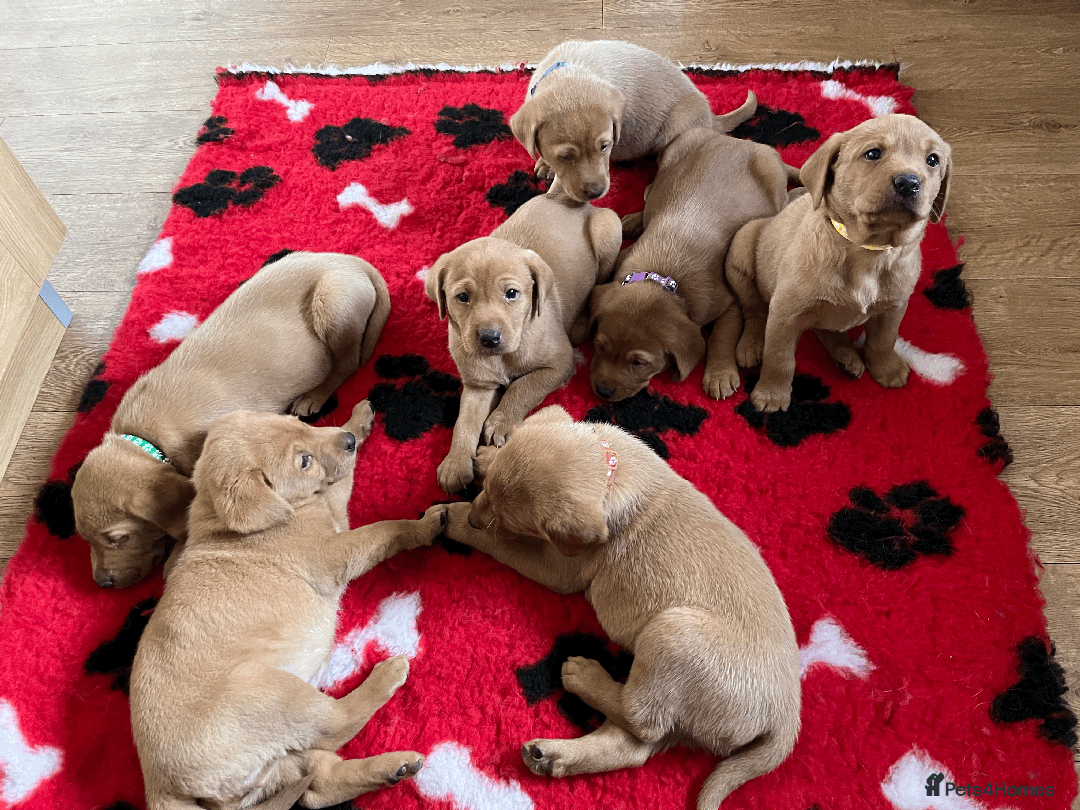 Labrador Retriever dogs for sale: Lovely litter of 7 fox red KC reg labrador puppies - Image 6