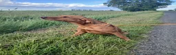 Labrador Retriever dogs for sale: Fox red labrador girls - Advert 4