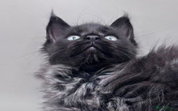 Maine Coon cats for sale: Stunning Maine Coon Kittens  - Image 2