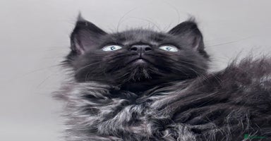 Maine Coon cats - Advert 16