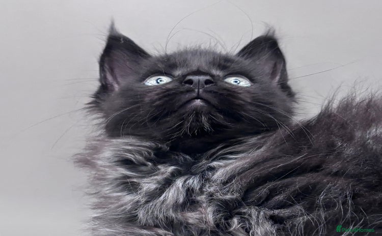 Maine Coon cats - Advert 3