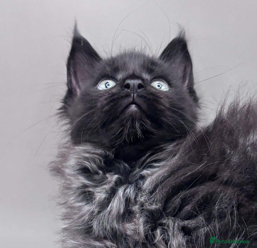 Maine Coon cats for sale: Stunning Maine Coon Kittens  - Image 2
