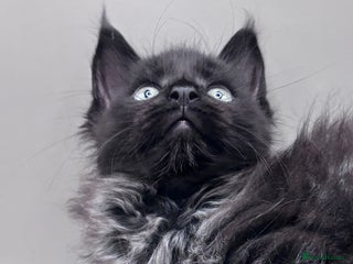 Maine Coon cats - Advert 1