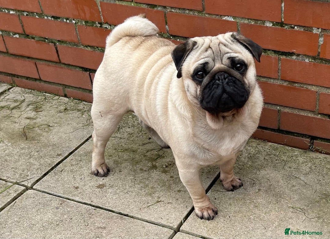 Pug dogs for sale: Pug dog for sale - Image 5