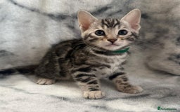 Bengal cats for sale: 🏡Gorgeous Bengal Kittens–Ready for Reservation 🐾 - Image 16