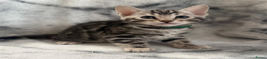 Bengal Kitten 7 dark green