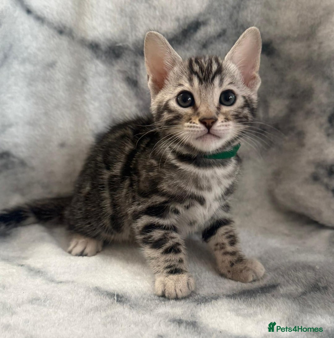 Bengal cats for sale: 🏡Gorgeous Bengal Kittens–Ready for Reservation 🐾 - Image 16