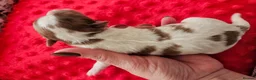 Yorkshire Terrier dogs for sale: Merle and Sable (Ocean Pearl) Yorkie puppies  - Advert 12