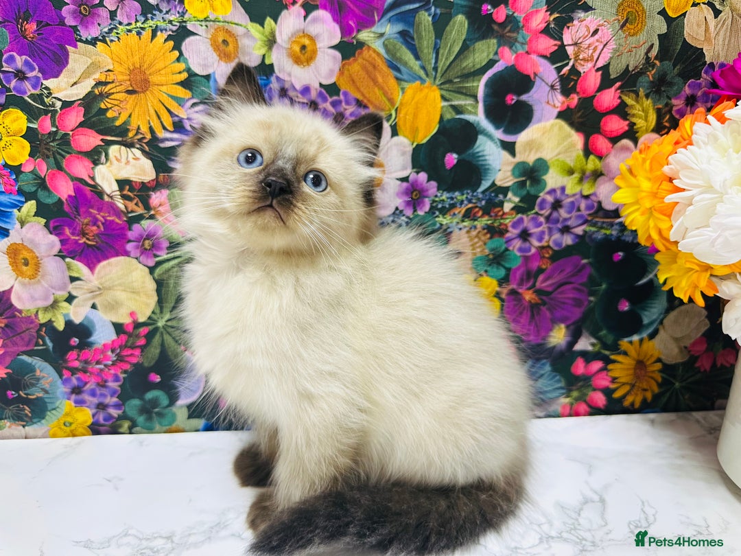 Ragdoll cats for sale: Beautiful Ragdoll Kittens  - Image 16