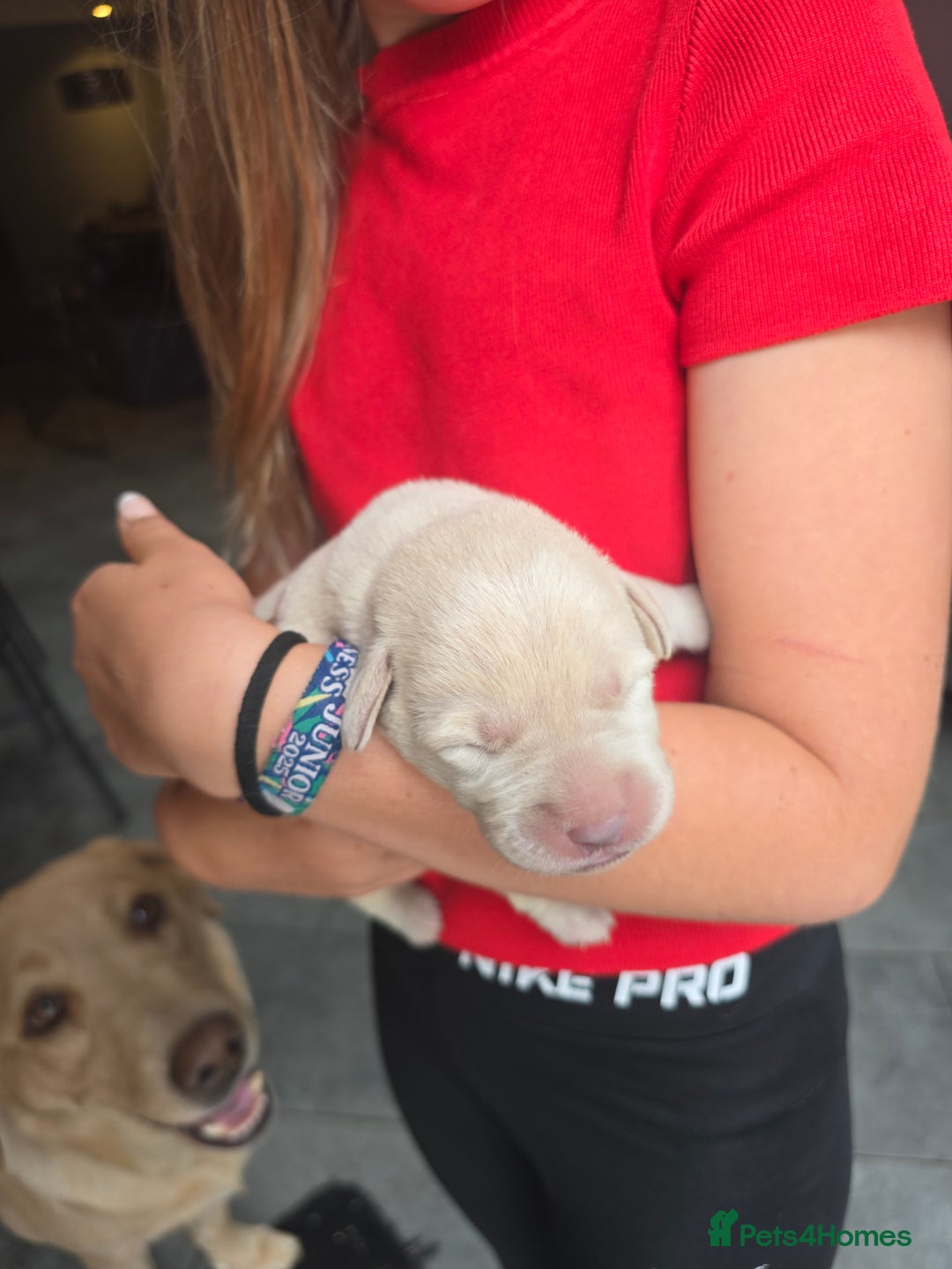 Labrador Retriever dogs for sale: Gorgeous top pedigree charcoal champagne Labrador - Image 5