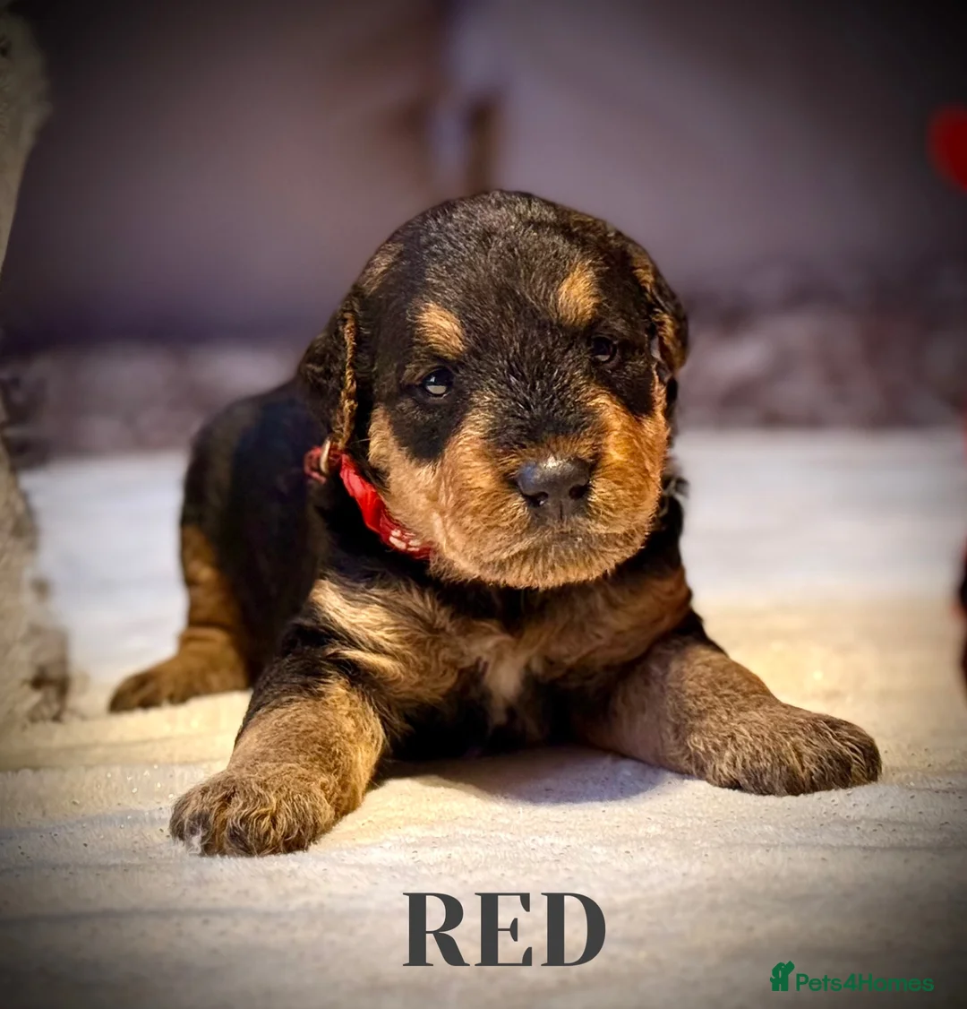 Airedale Terrier dogs for sale: ADORABLE AIREDALE PUPS FROM 5 ⭐️ LICENSED BREEDERS - Advert 9