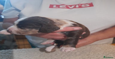 Sprocker dogs - Advert 14