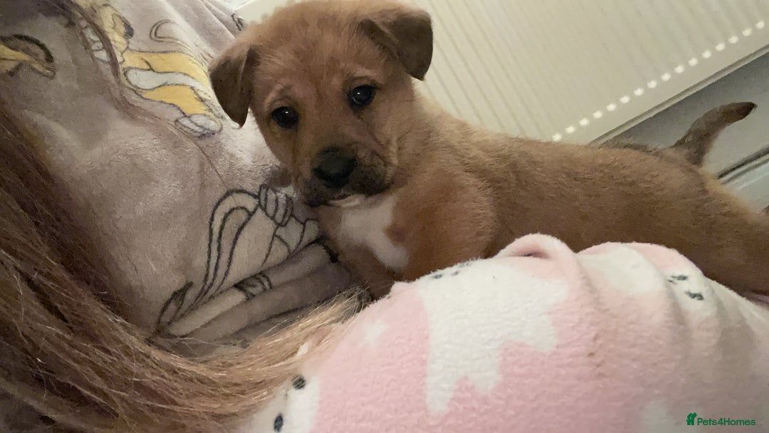 Mixed Breed dogs for sale: *only 1 male left* Malkita puppies 4 boys - Advert 13