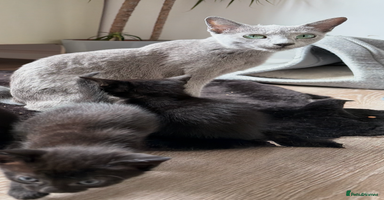 Russian Blue cats - Advert 10