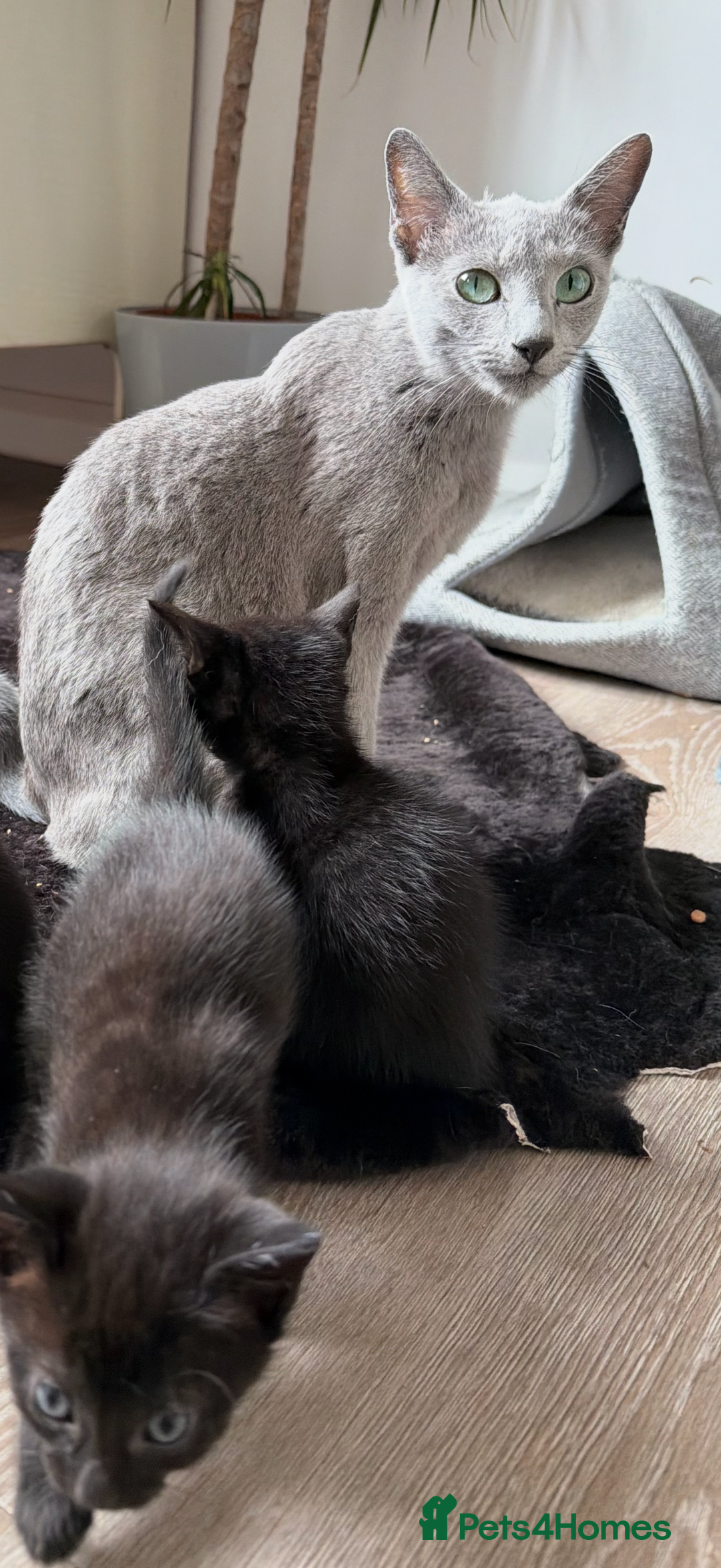 Russian Blue cats for sale: Russian Black - Image 4