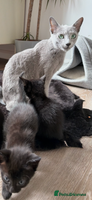 Russian Blue cats - Advert 10