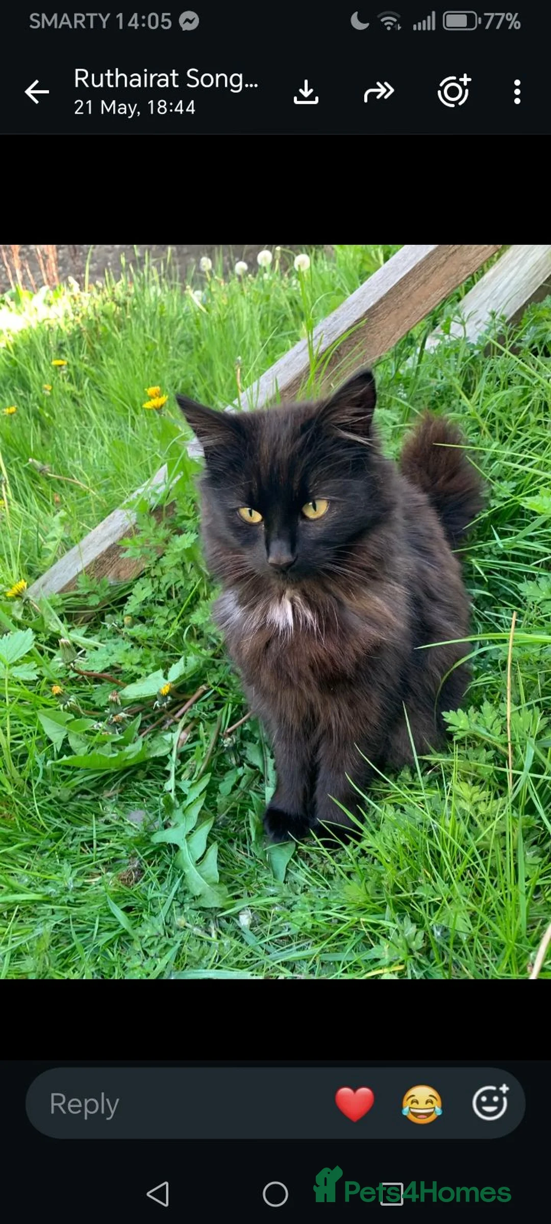 Mixed Breed cats for sale: Friendly girl - Advert 2