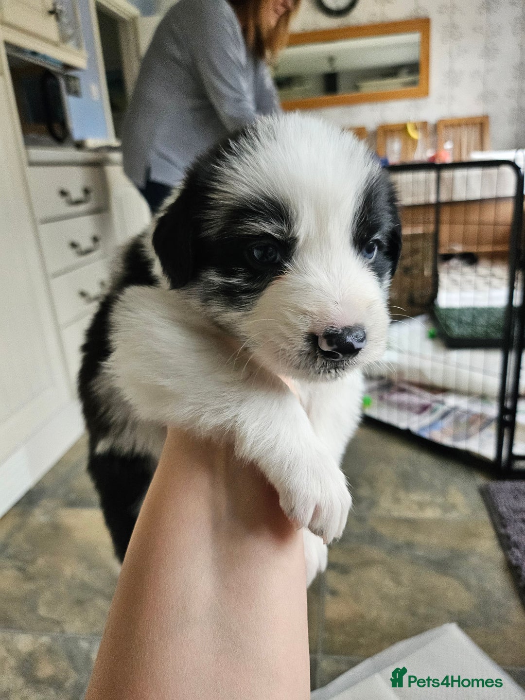 Border Collie dogs for sale: Border Collie Puppies - Advert 6