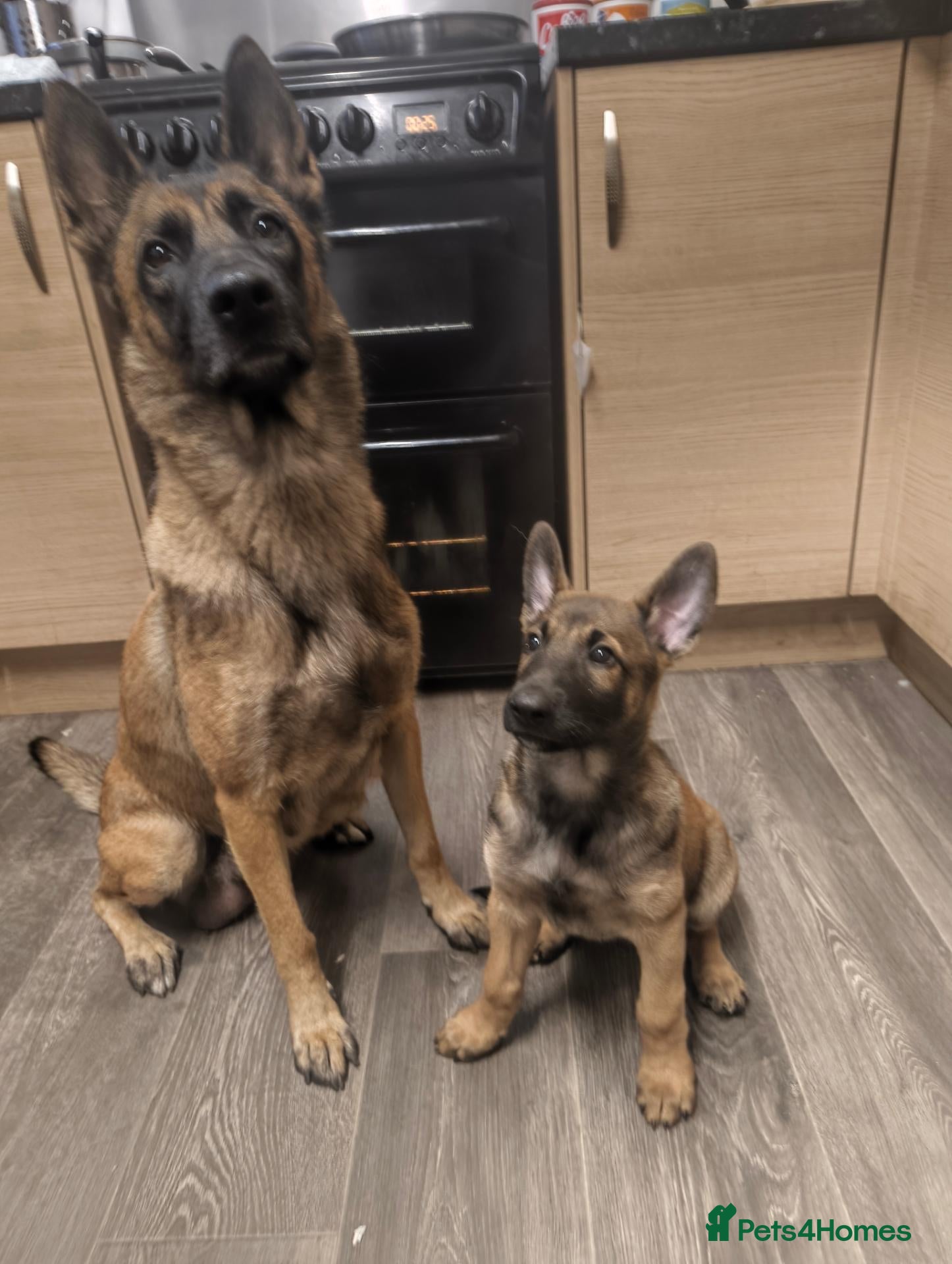 Belgian Shepherd Dog dogs “Belgian Shepherd /malinois Puppy–family Raised  - Advert 2