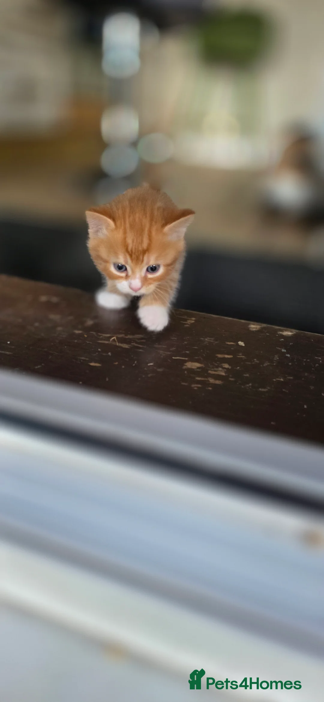 Mixed Breed cats for sale: Kittens  - Advert 2