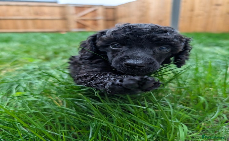 Mixed Breed dogs Poodles - Advert 2