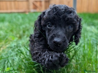 Mixed Breed dogs Poodles - Advert 3