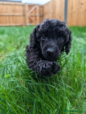 Mixed Breed dogs Poodles - Advert 2