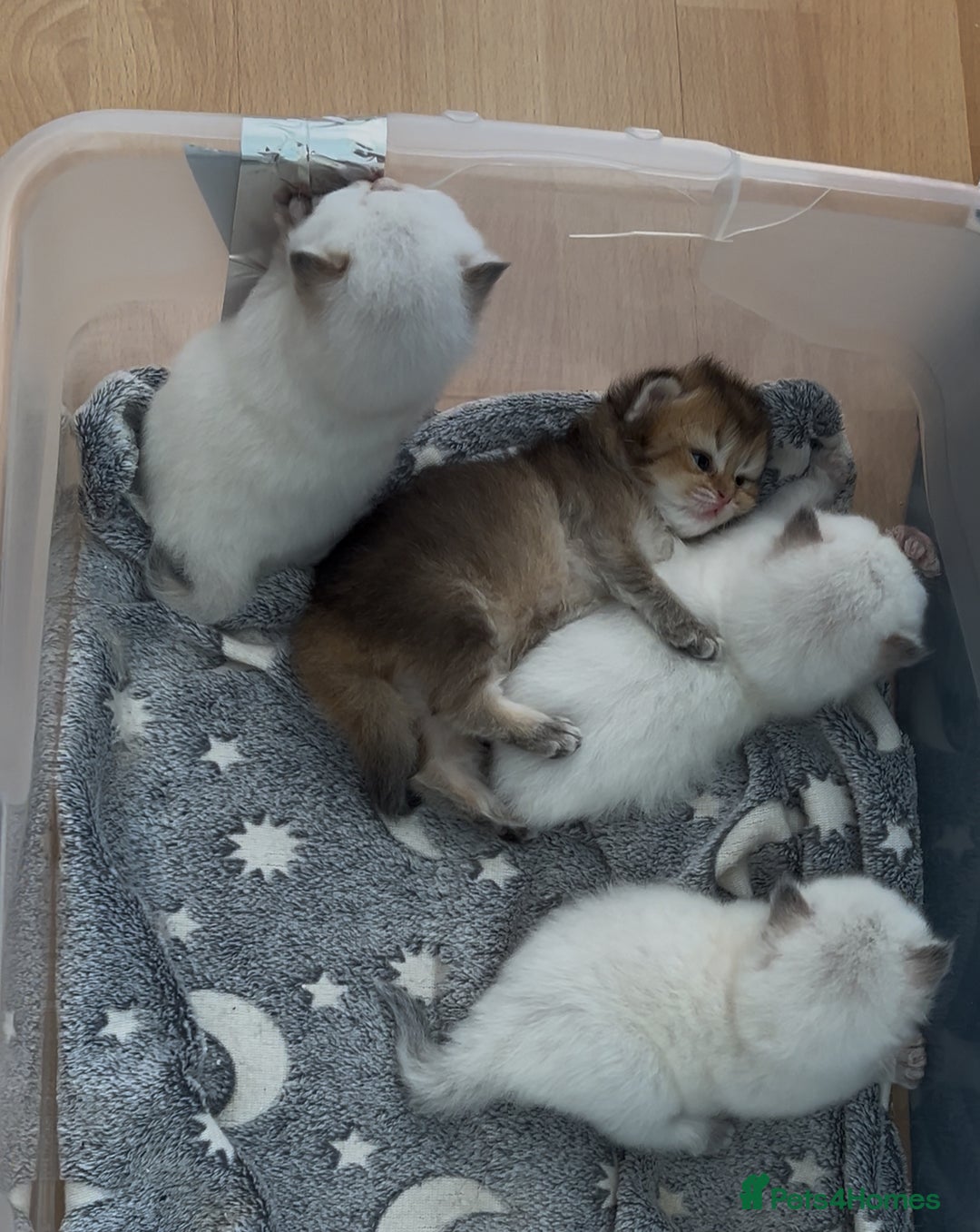 British Longhair cats for sale: Stunning British Longhair Kittens Ready to collect - Image 2