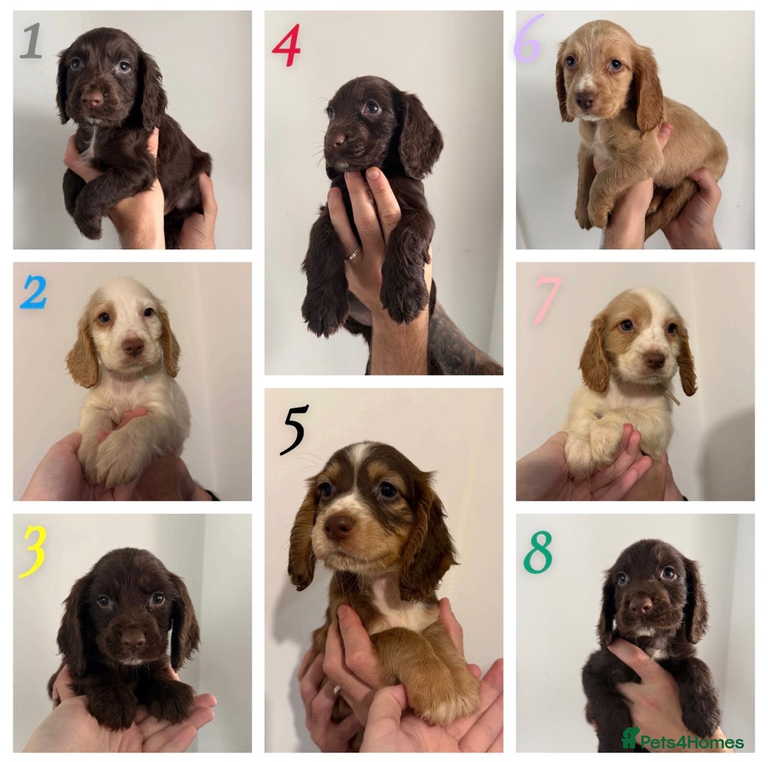 Sprocker dogs for sale: Sprocker puppies ready next week !  - Image 1