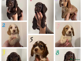 Sprocker dogs for sale - Advert 1