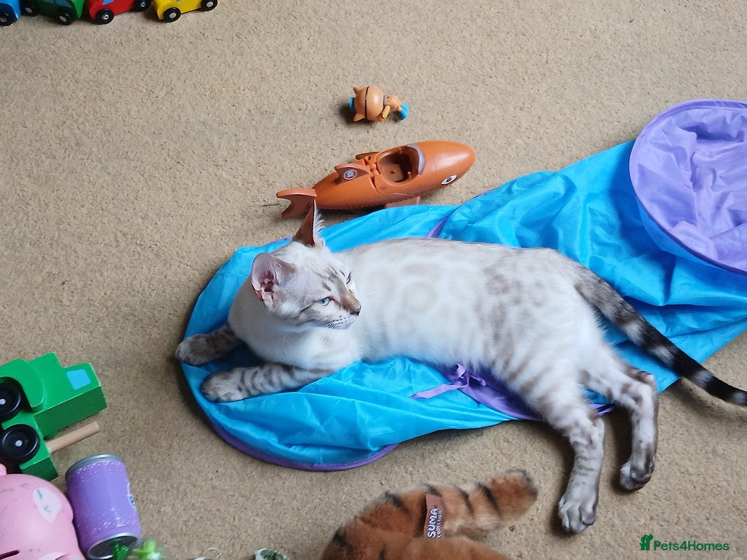 Bengal cats for sale: Health-checked TICA Family Bengal Kitten READY NOW in Warminster - Image 5