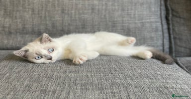 Mixed Breed cats - Advert 3