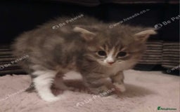 Maine Coon cats for sale: Mainecoon kittens  - Image 19